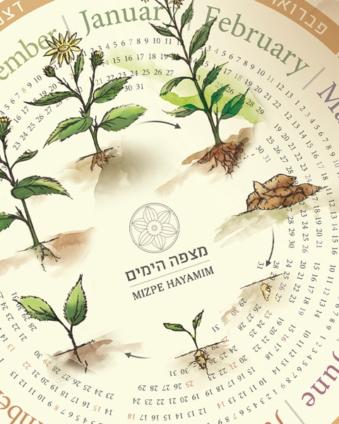 מלון מצפה הימים